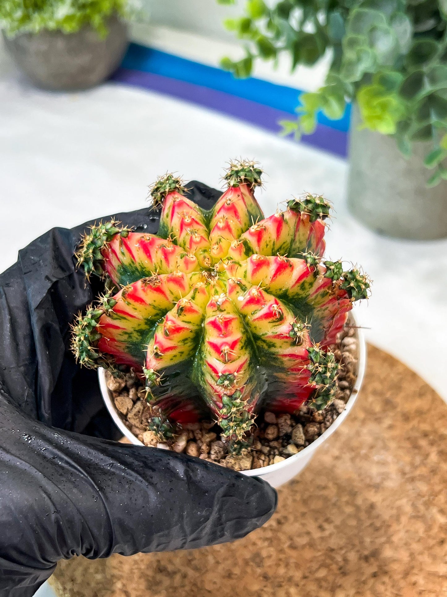 Gymnocalycium "Multicolor" (g2) (o3) | Special Hybrid cactus