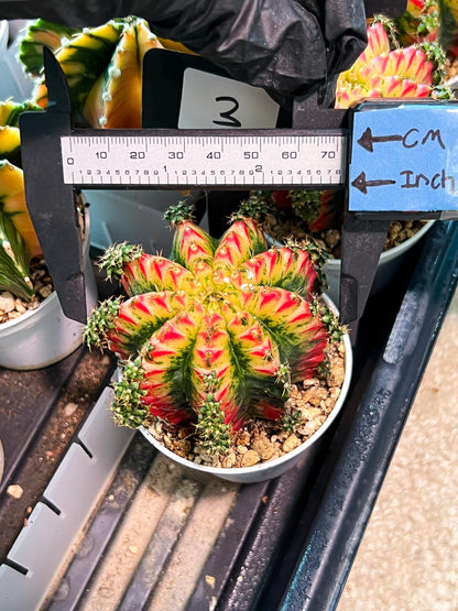 Gymnocalycium "Multicolor" (g2) (o3) | Special Hybrid cactus