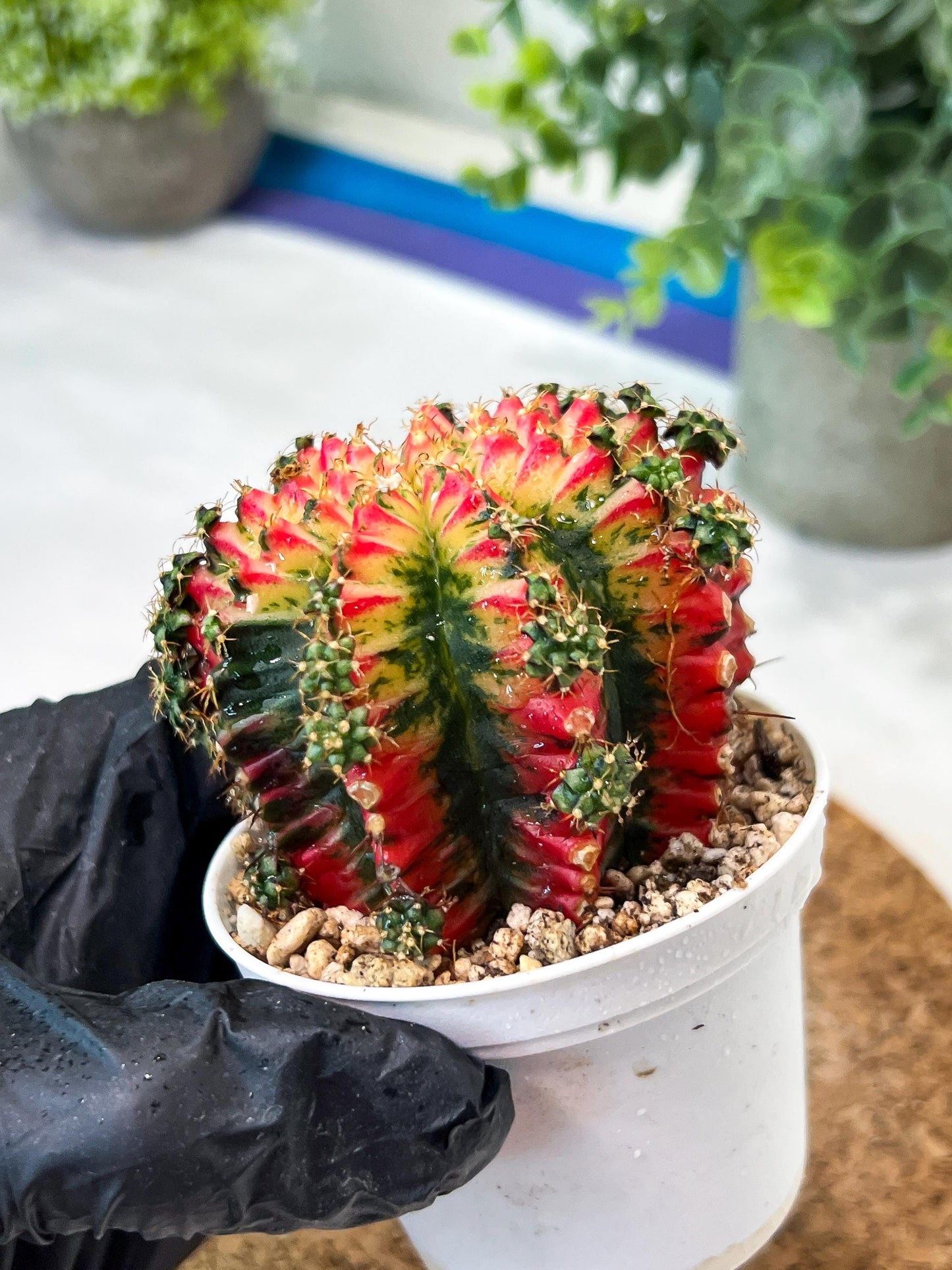 Gymnocalycium "Multicolor" (g2) (o3) | Special Hybrid cactus