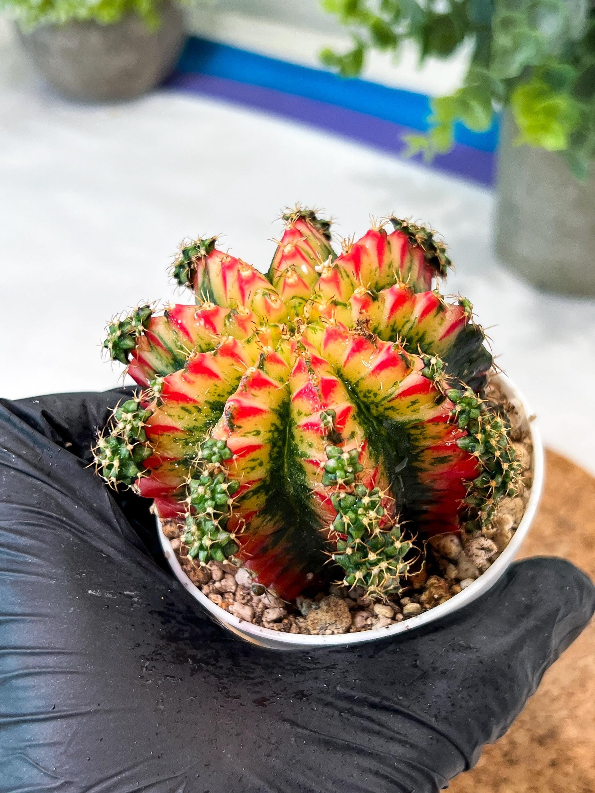 Gymnocalycium "Multicolor" (g2) (o3) | Special Hybrid cactus