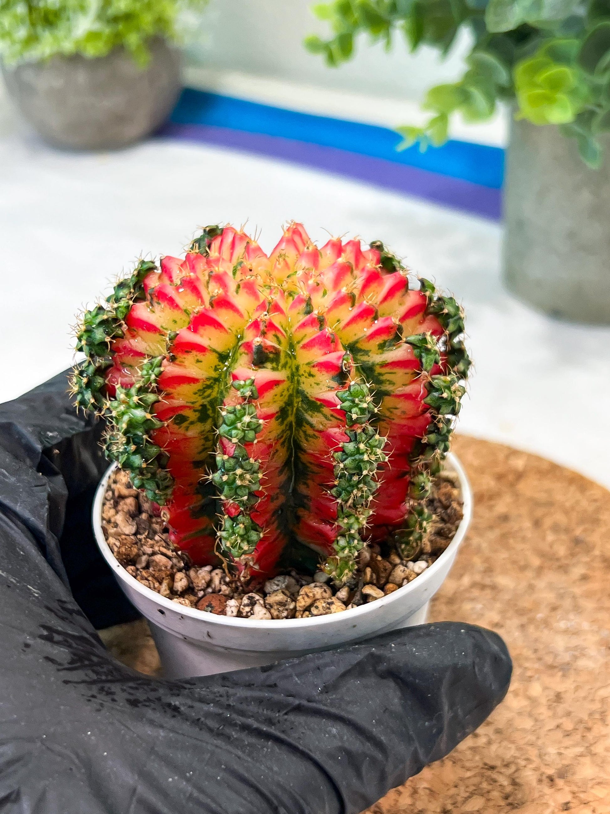 Gymnocalycium "Multicolor" (g2) (o4) | Special Hybrid cactus