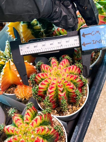 Gymnocalycium "Multicolor" (g2) (o4) | Special Hybrid cactus