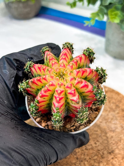 Gymnocalycium "Multicolor" (g2) (o4) | Special Hybrid cactus