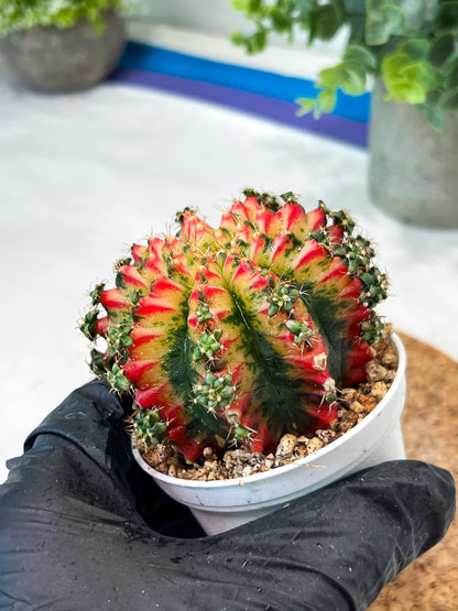 Gymnocalycium "Multicolor" (g2) (o5) | Special Hybrid cactus
