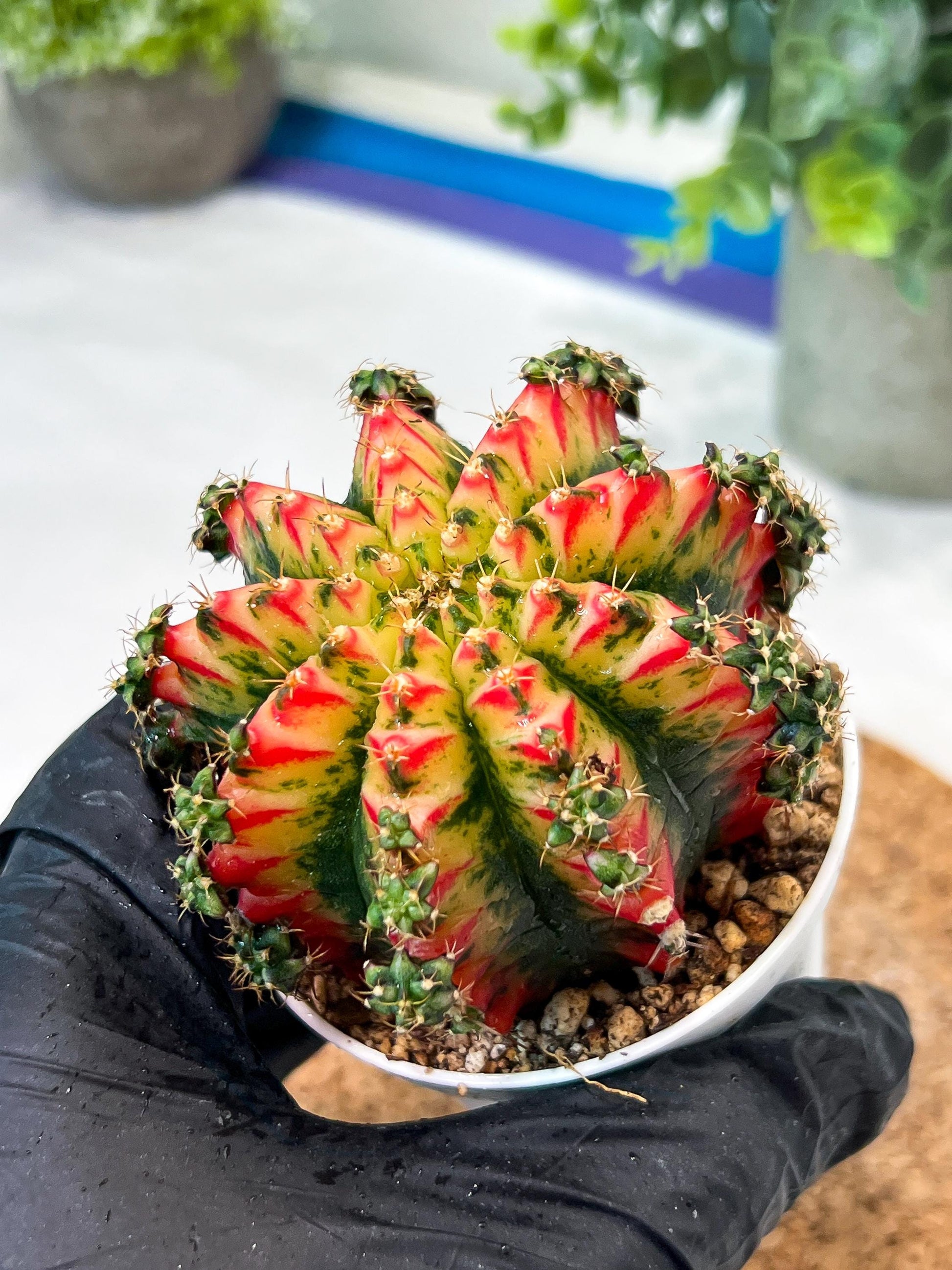 Gymnocalycium "Multicolor" (g2) (o5) | Special Hybrid cactus