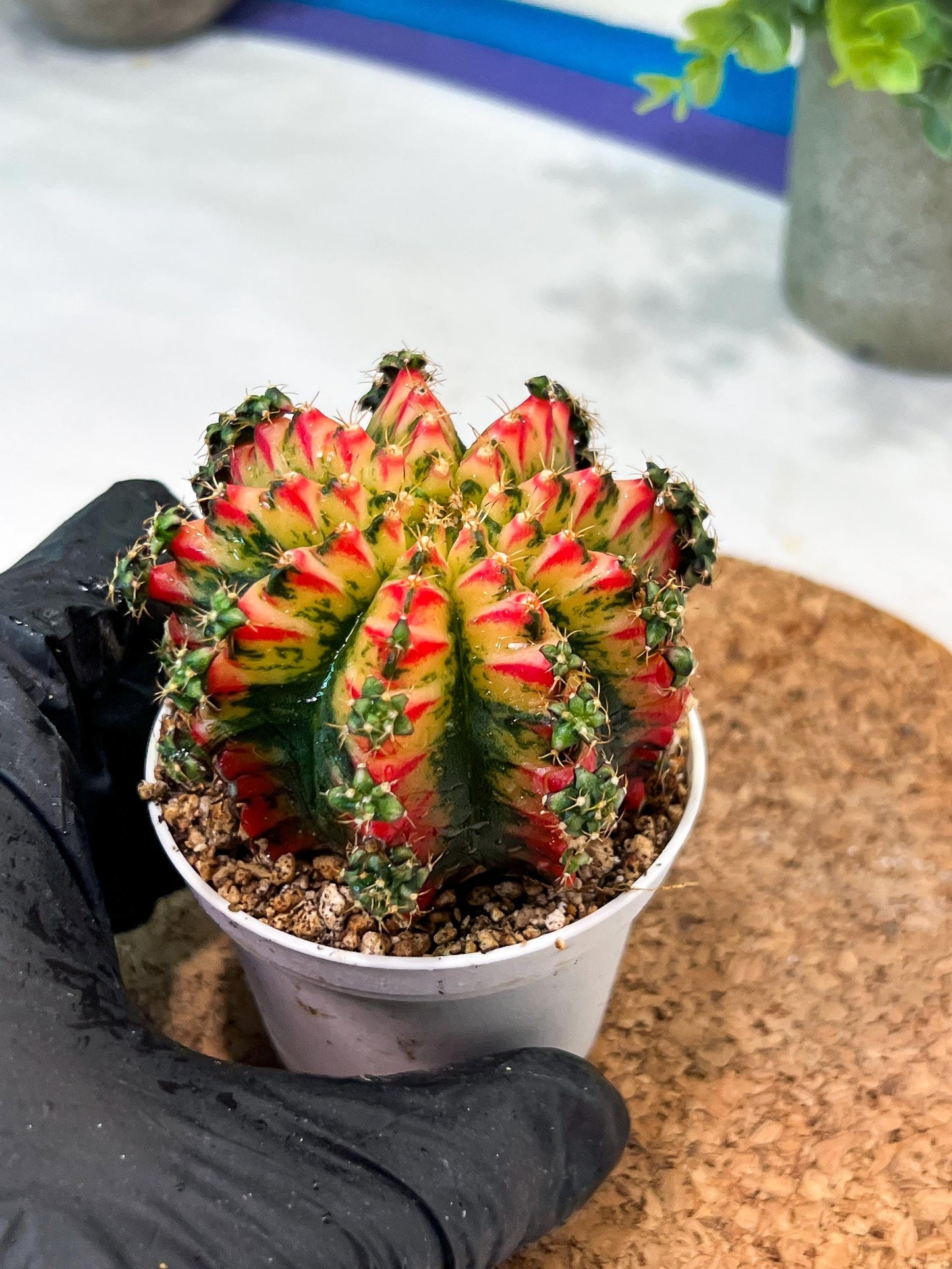 Gymnocalycium "Multicolor" (g2) (o5) | Special Hybrid cactus