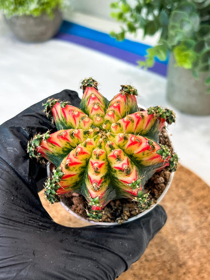 Gymnocalycium "Multicolor" (g2) (o5) | Special Hybrid cactus