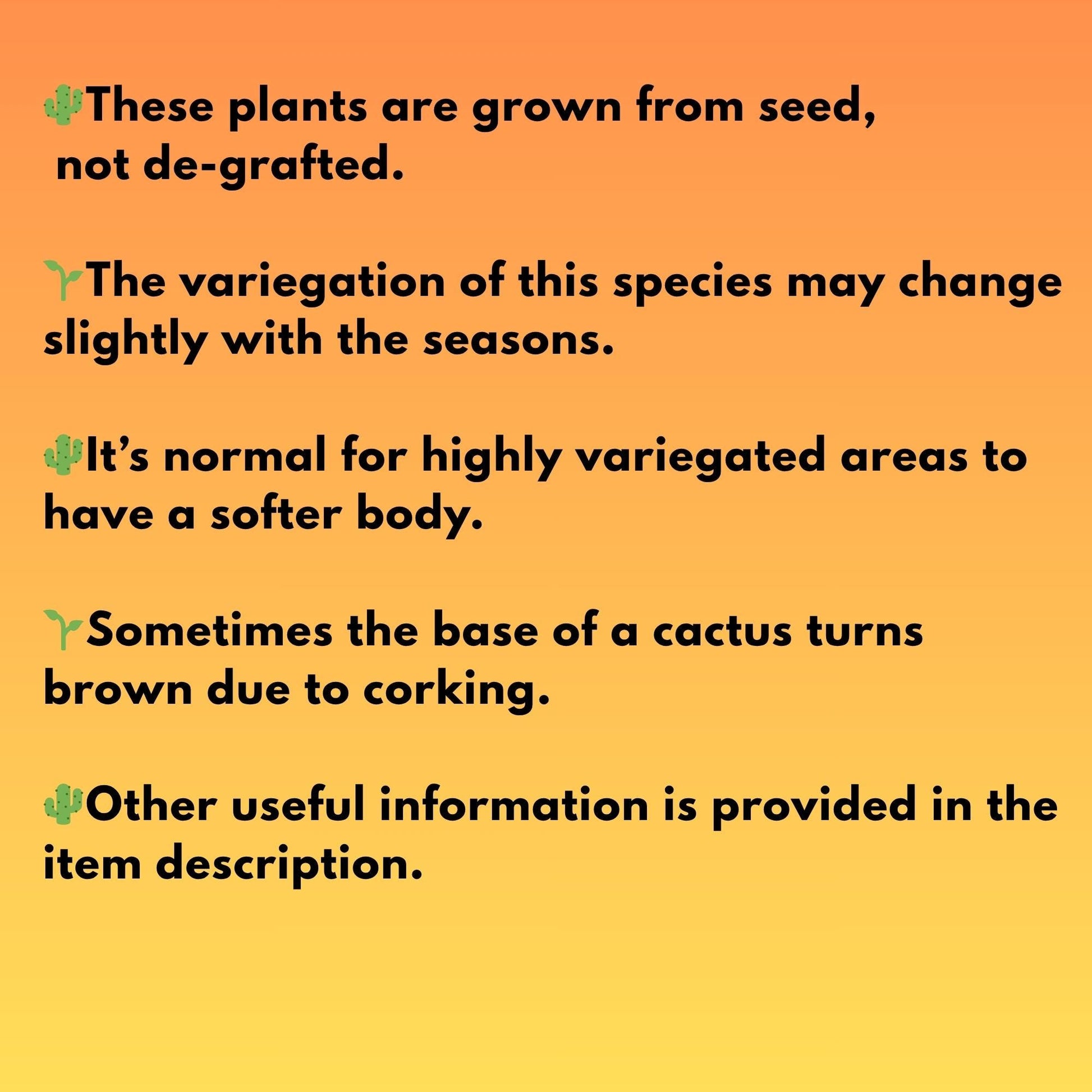 Gymnocalycium Mihanovichii (p) (#1) | 2pcs Bundle in 2 Inch Pot