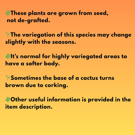 Gymnocalycium Mihanovichii (p) (#4) | 2pcs Bundle in 2 Inch Pot