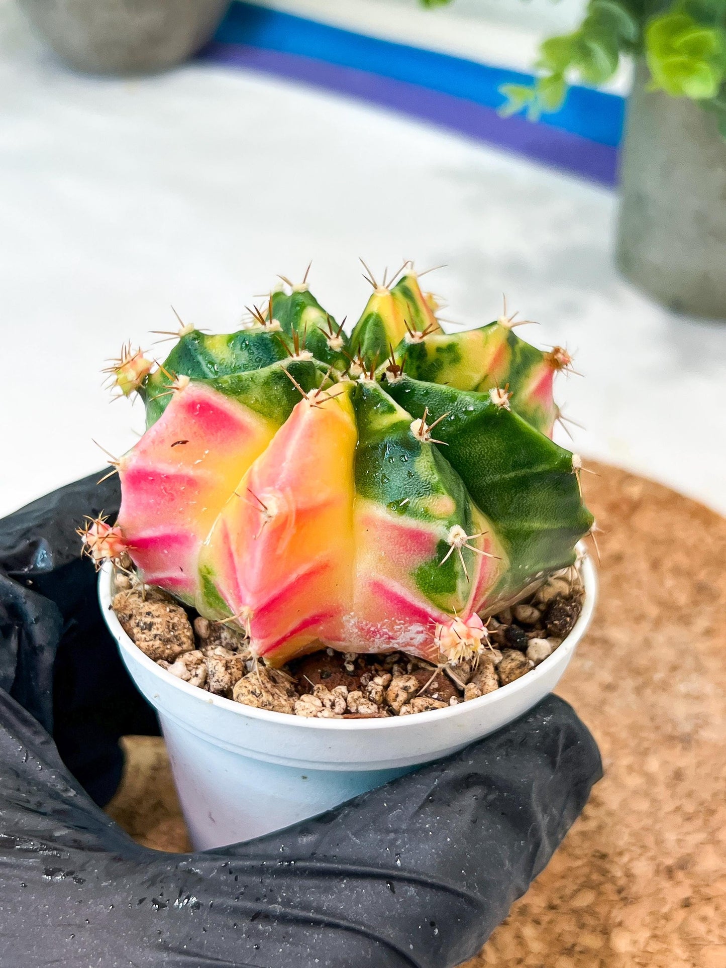 Gymnocalycium Mihanovichii (g2) (o6) | Variegated Cactus