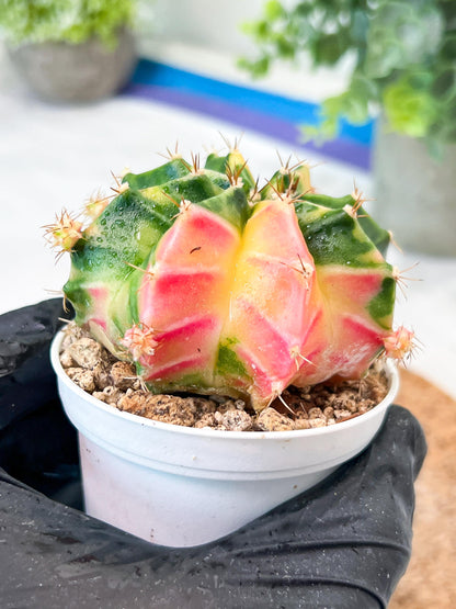 Gymnocalycium Mihanovichii (g2) (o6) | Variegated Cactus