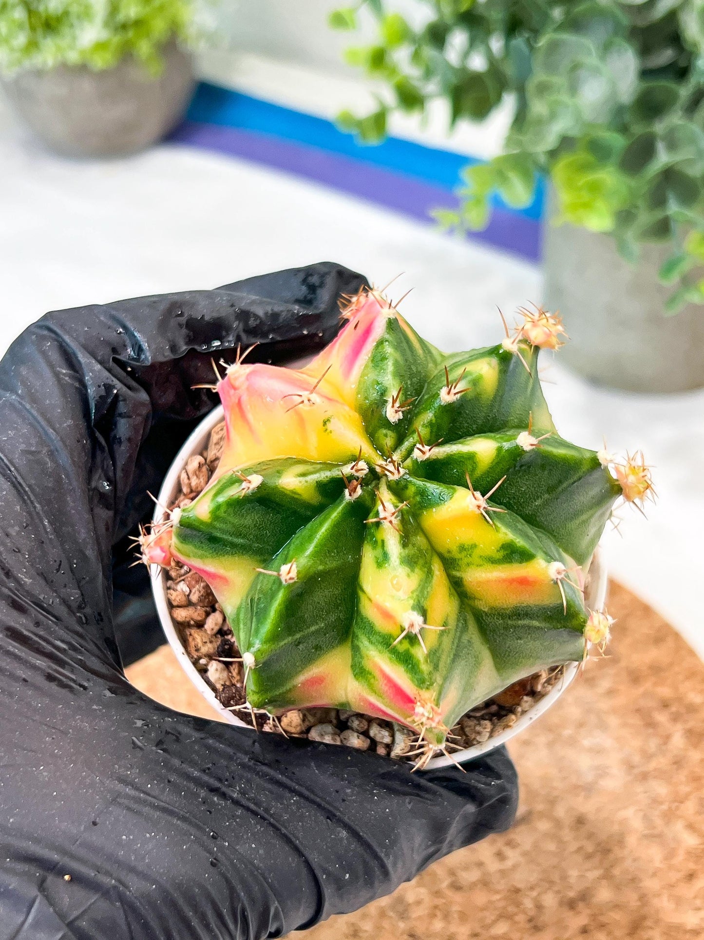 Gymnocalycium Mihanovichii (g2) (o6) | Variegated Cactus