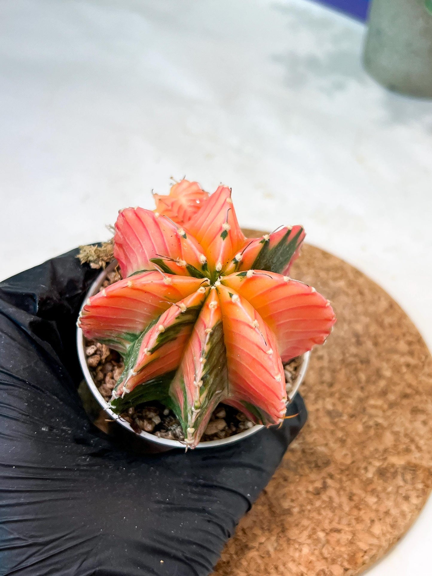 Gymnocalycium Mihanovichii (g2) (o7) | Variegated Cactus