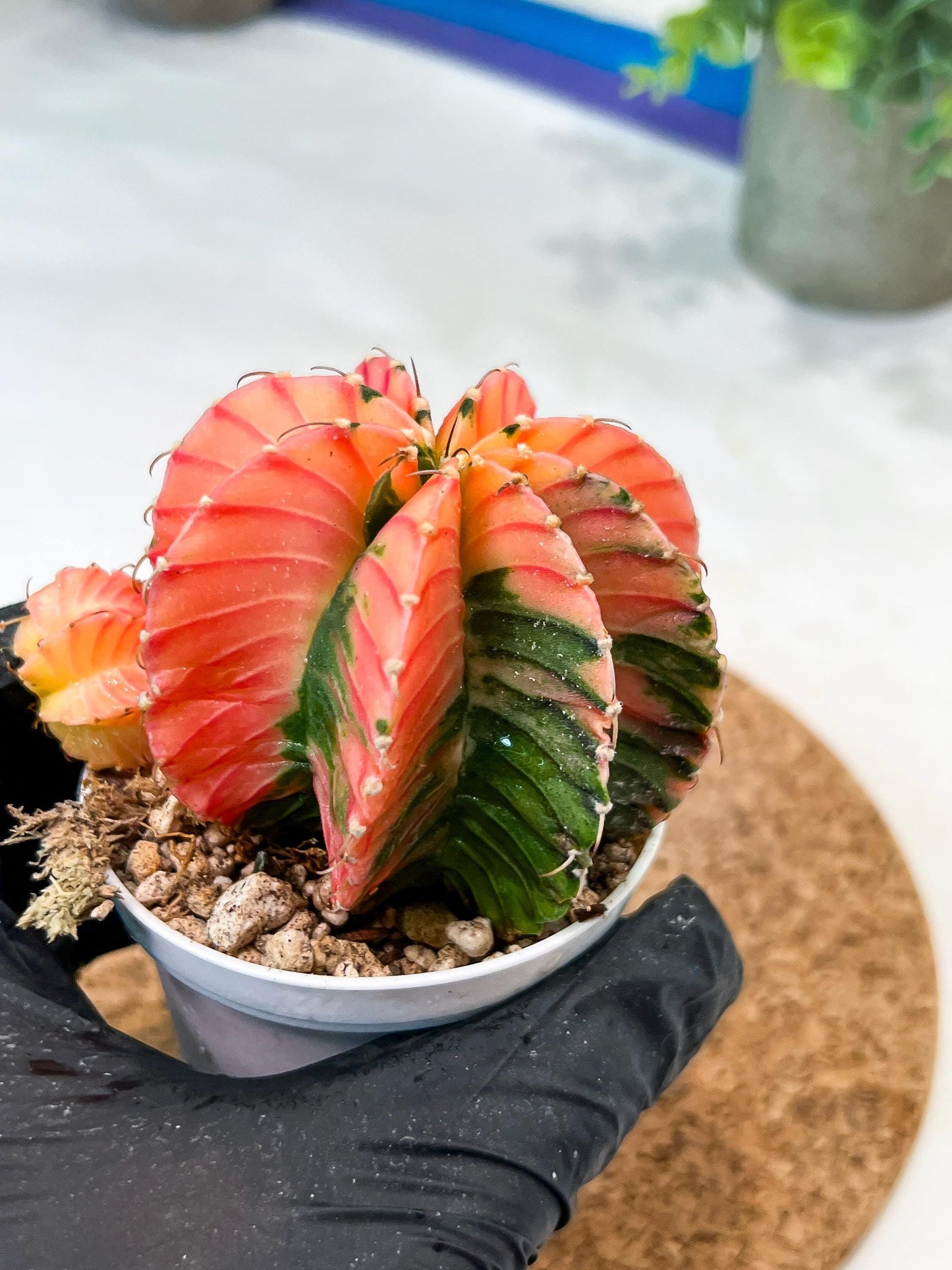 Gymnocalycium Mihanovichii (g2) (o7) | Variegated Cactus