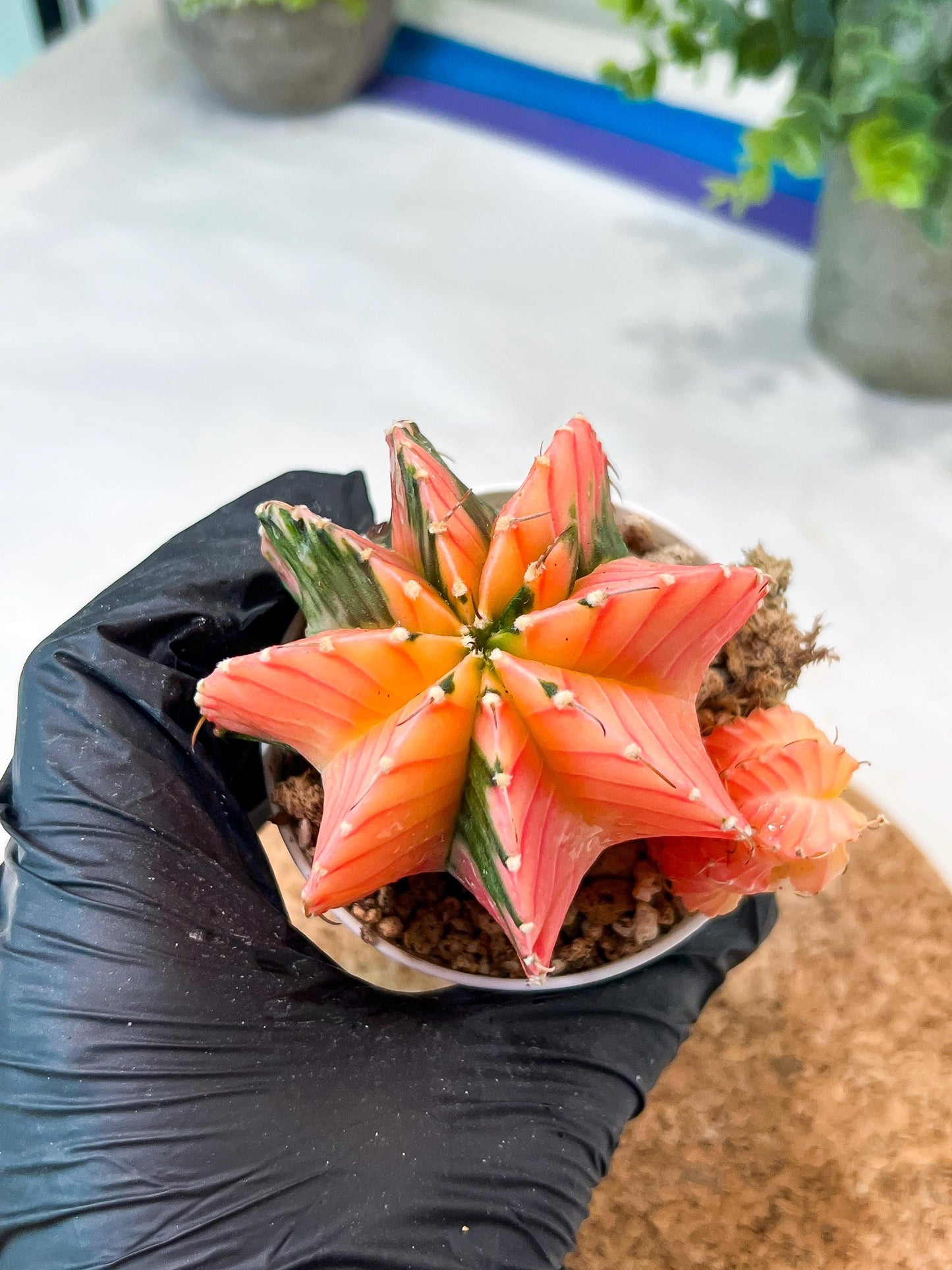 Gymnocalycium Mihanovichii (g2) (o7) | Variegated Cactus