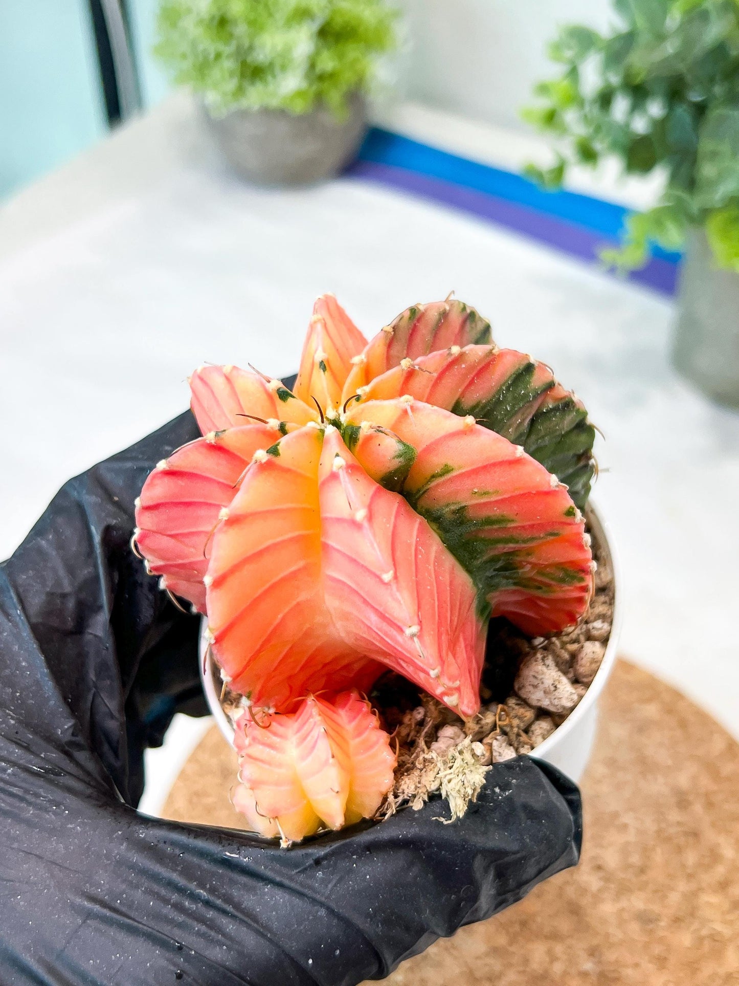 Gymnocalycium Mihanovichii (g2) (o7) | Variegated Cactus