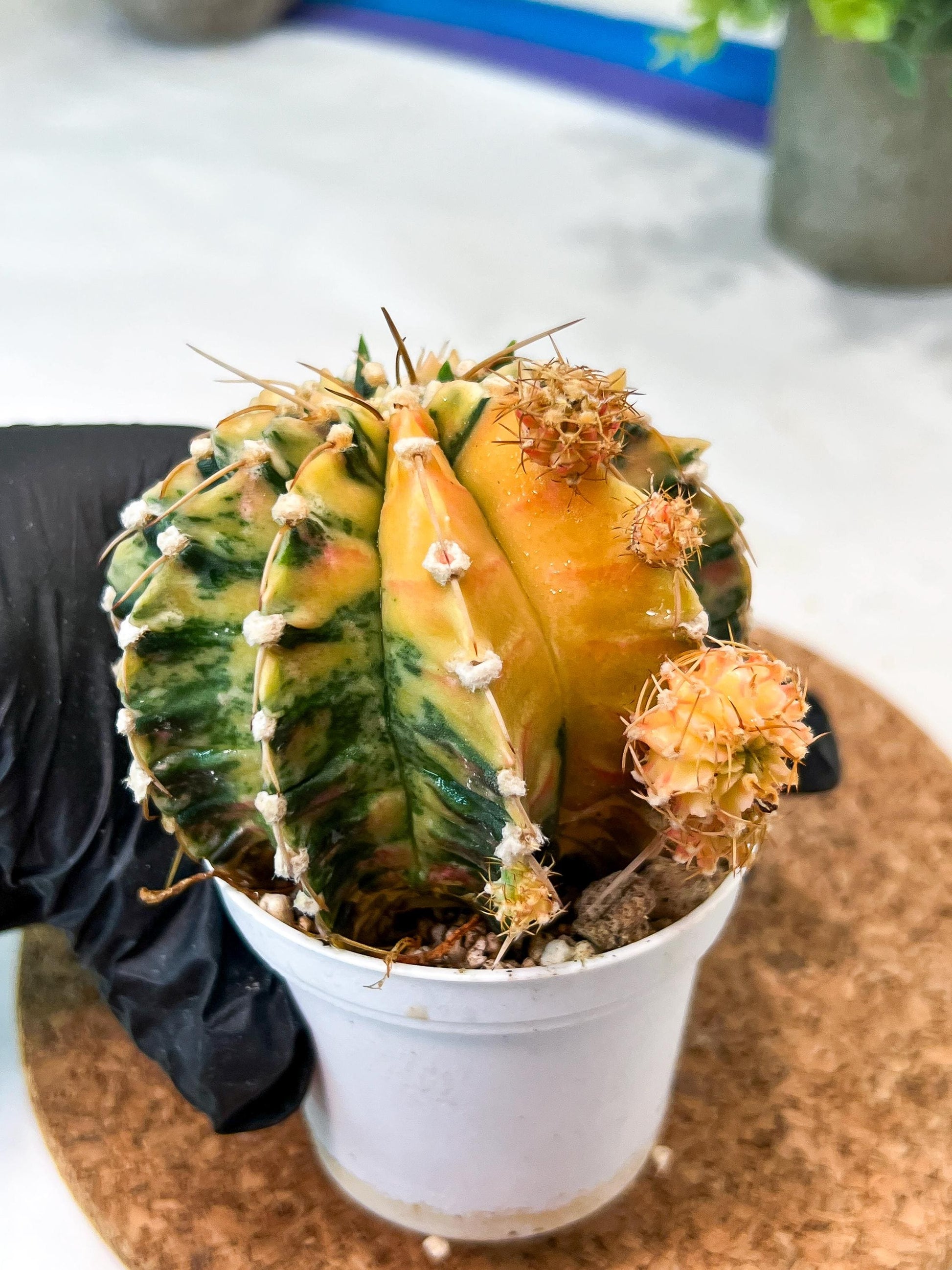 Gymnocalycium Mihanovichii (g2) (y1) | Variegated Cactus