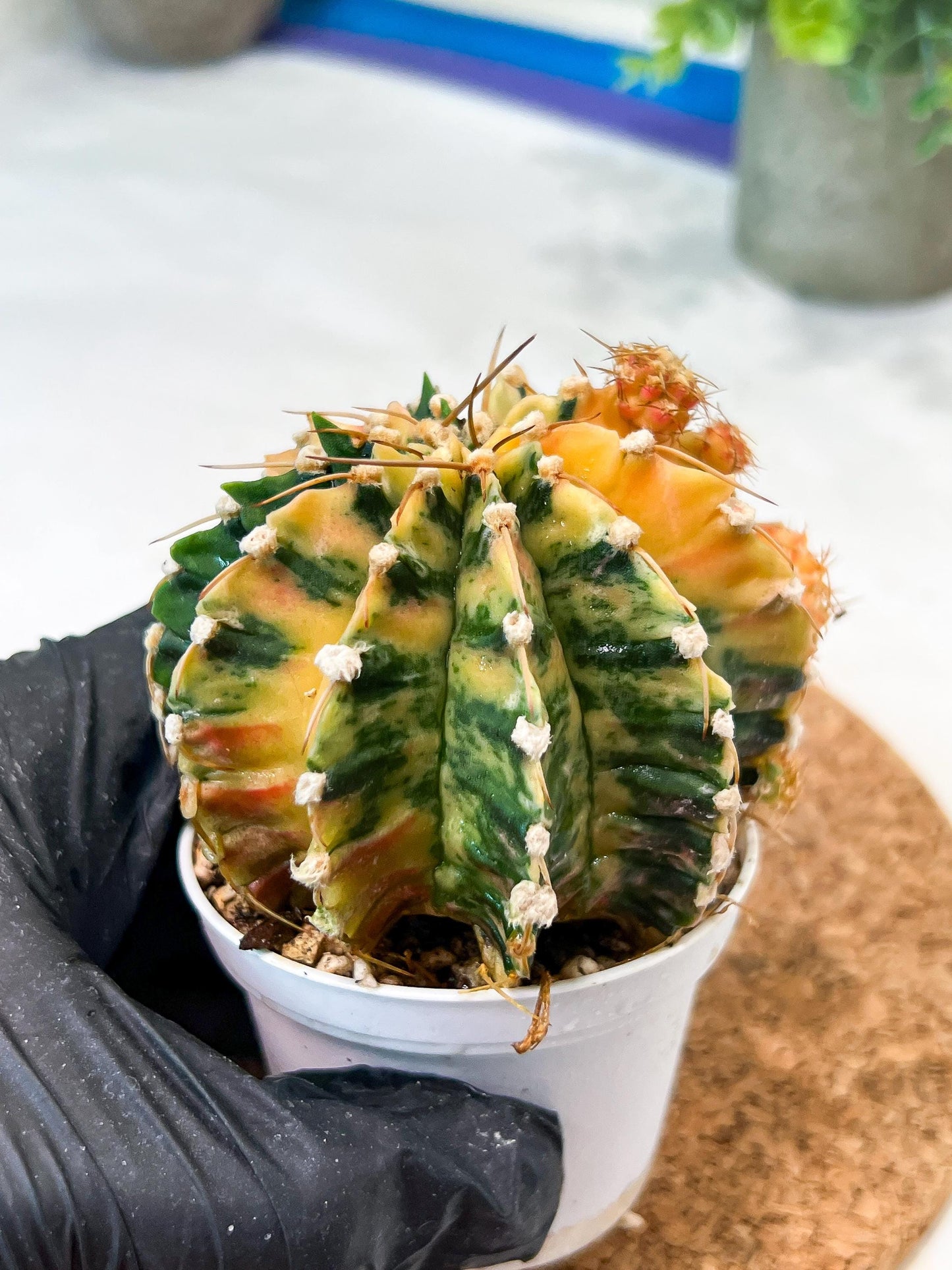 Gymnocalycium Mihanovichii (g2) (y1) | Variegated Cactus