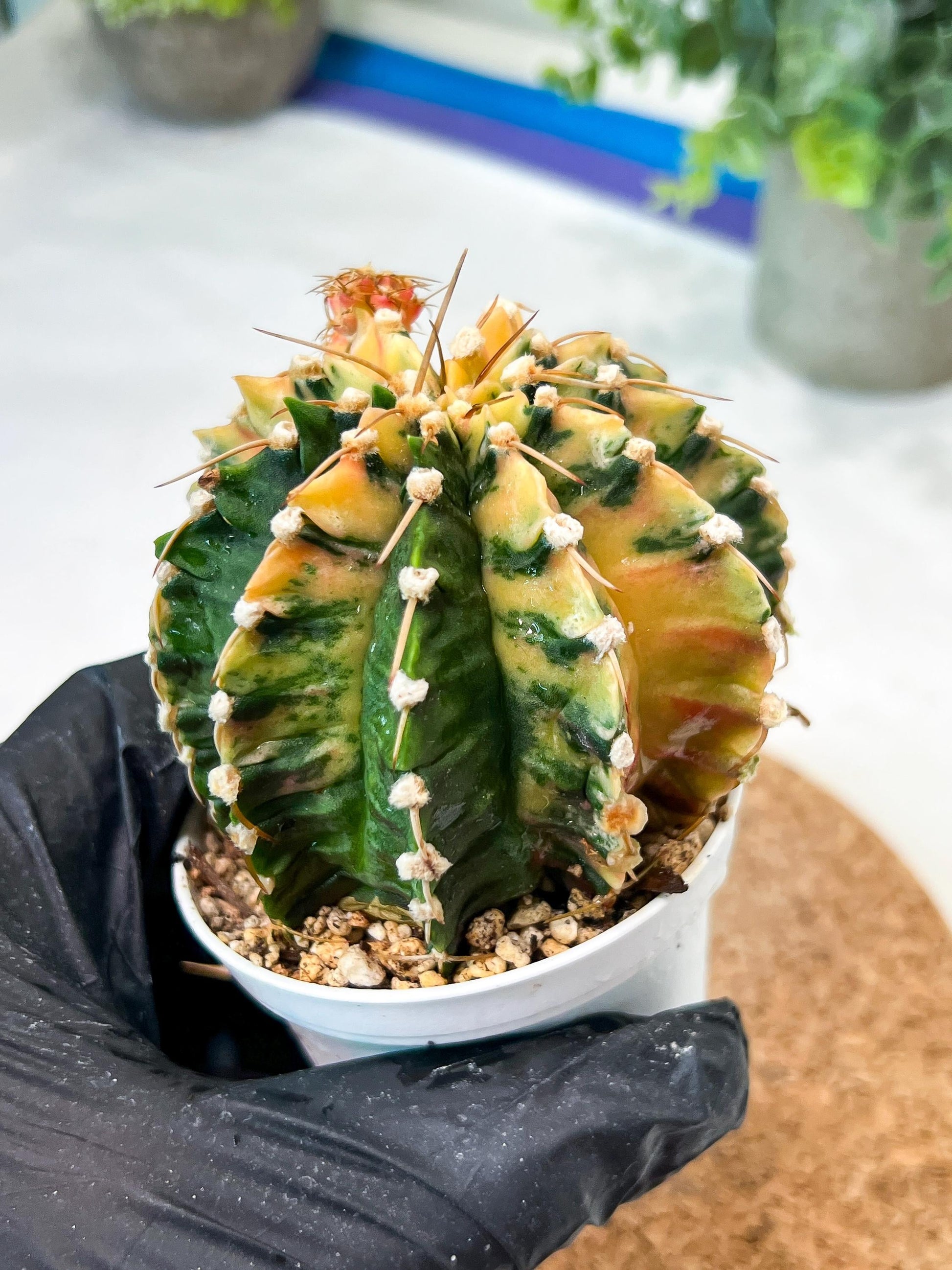 Gymnocalycium Mihanovichii (g2) (y1) | Variegated Cactus