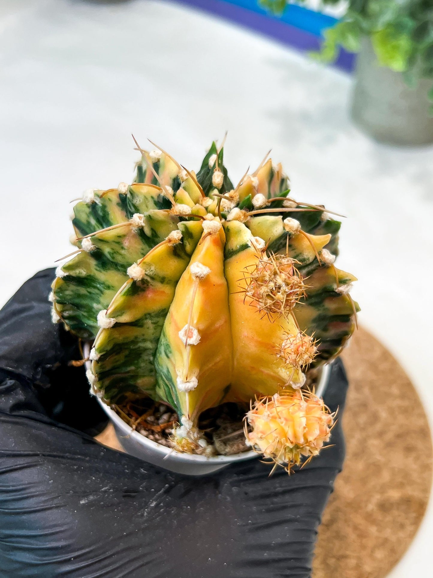 Gymnocalycium Mihanovichii (g2) (y1) | Variegated Cactus