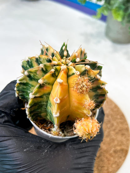 Gymnocalycium Mihanovichii (g2) (y1) | Variegated Cactus