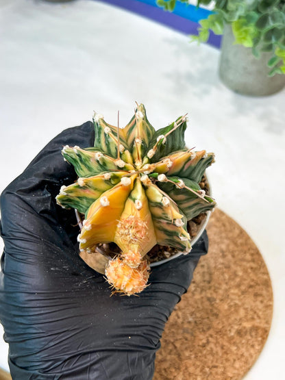 Gymnocalycium Mihanovichii (g2) (y1) | Variegated Cactus