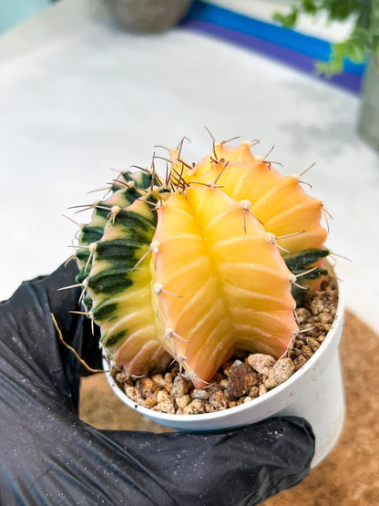 Gymnocalycium Mihanovichii (g2) (y2) | Variegated Cactus
