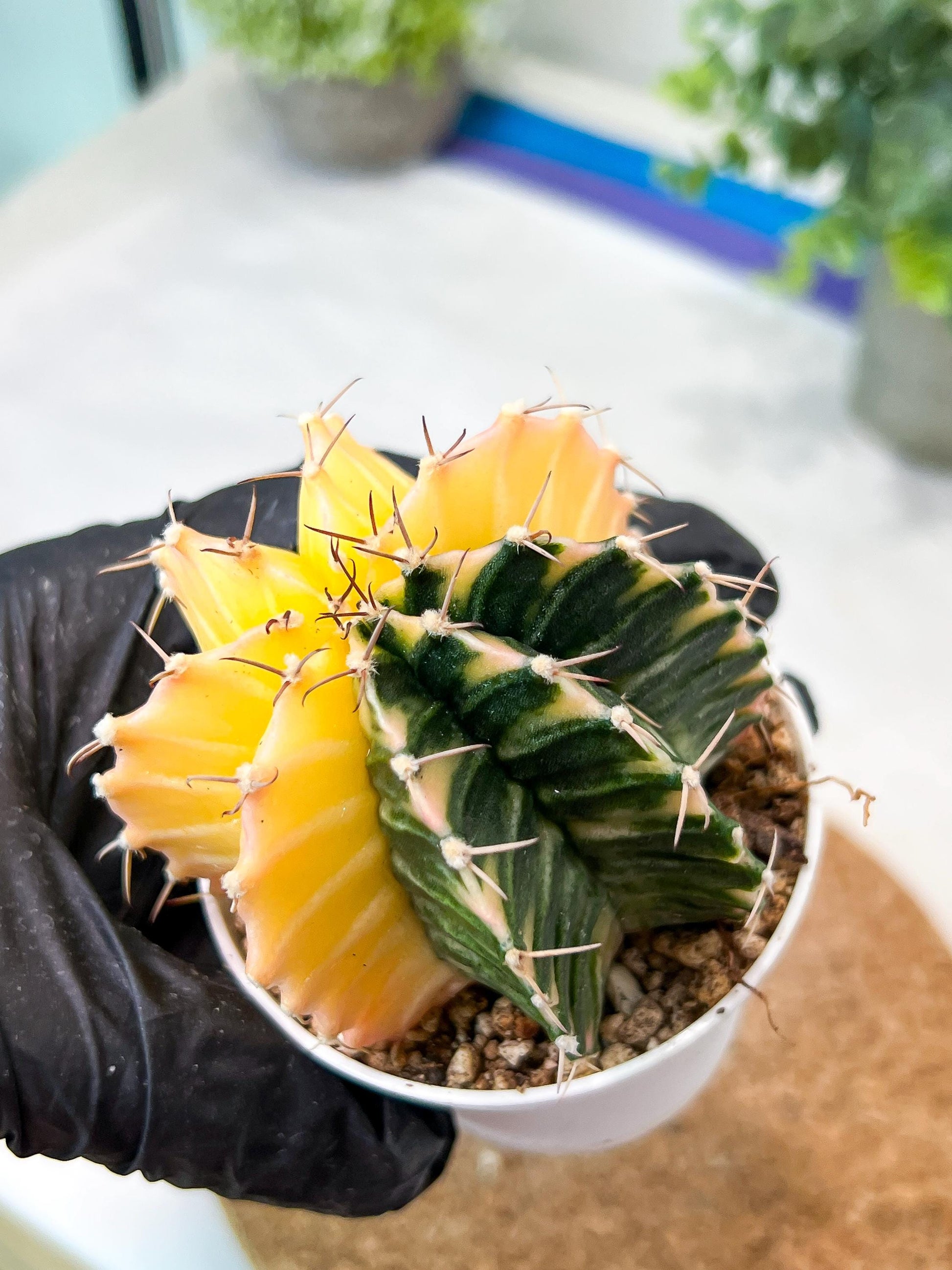 Gymnocalycium Mihanovichii (g2) (y2) | Variegated Cactus