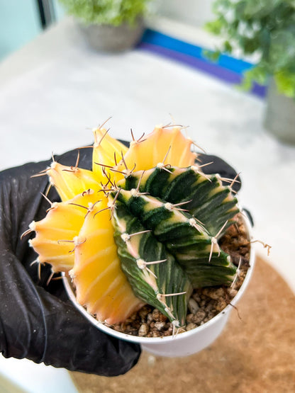 Gymnocalycium Mihanovichii (g2) (y2) | Variegated Cactus