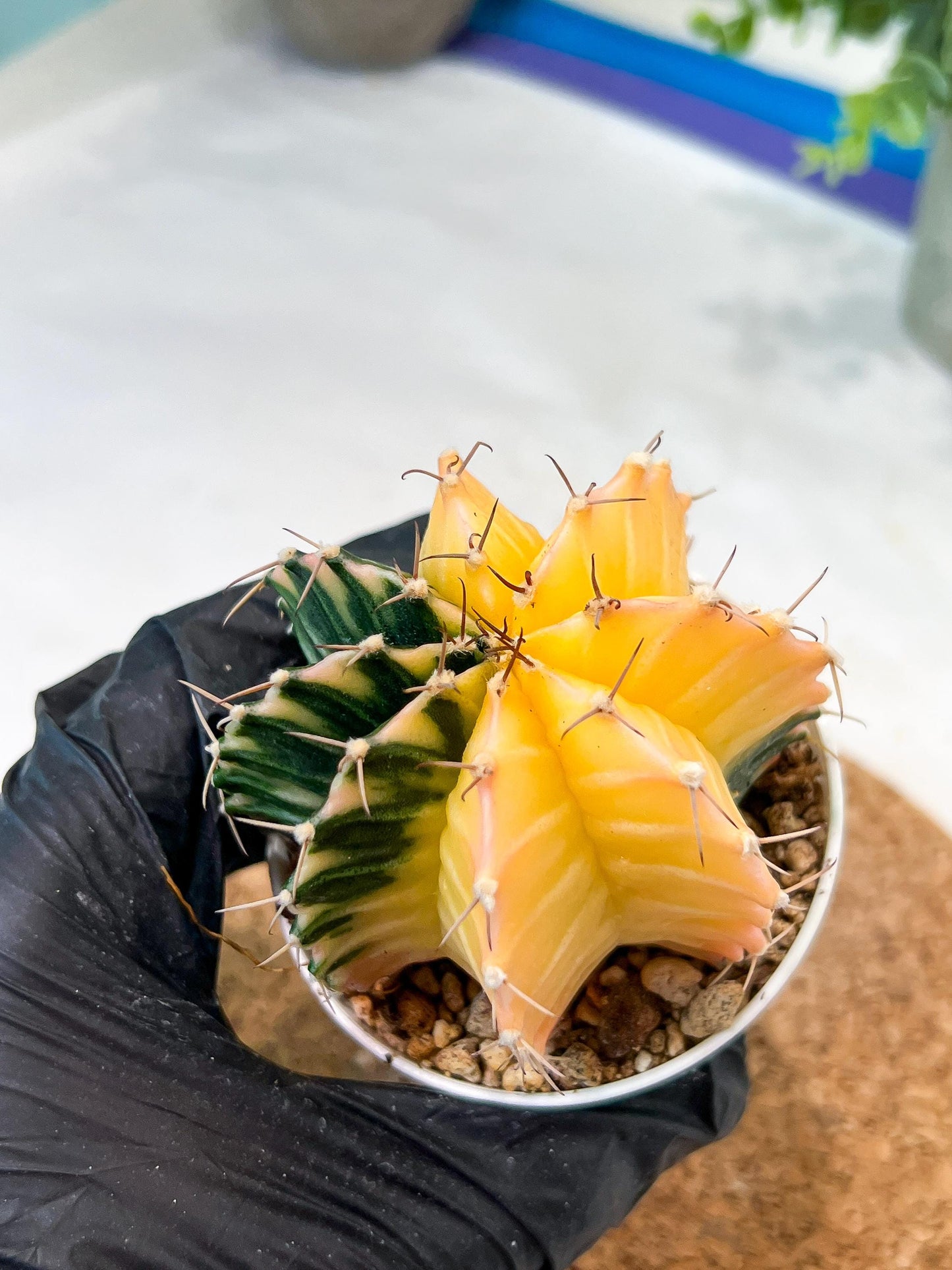 Gymnocalycium Mihanovichii (g2) (y2) | Variegated Cactus