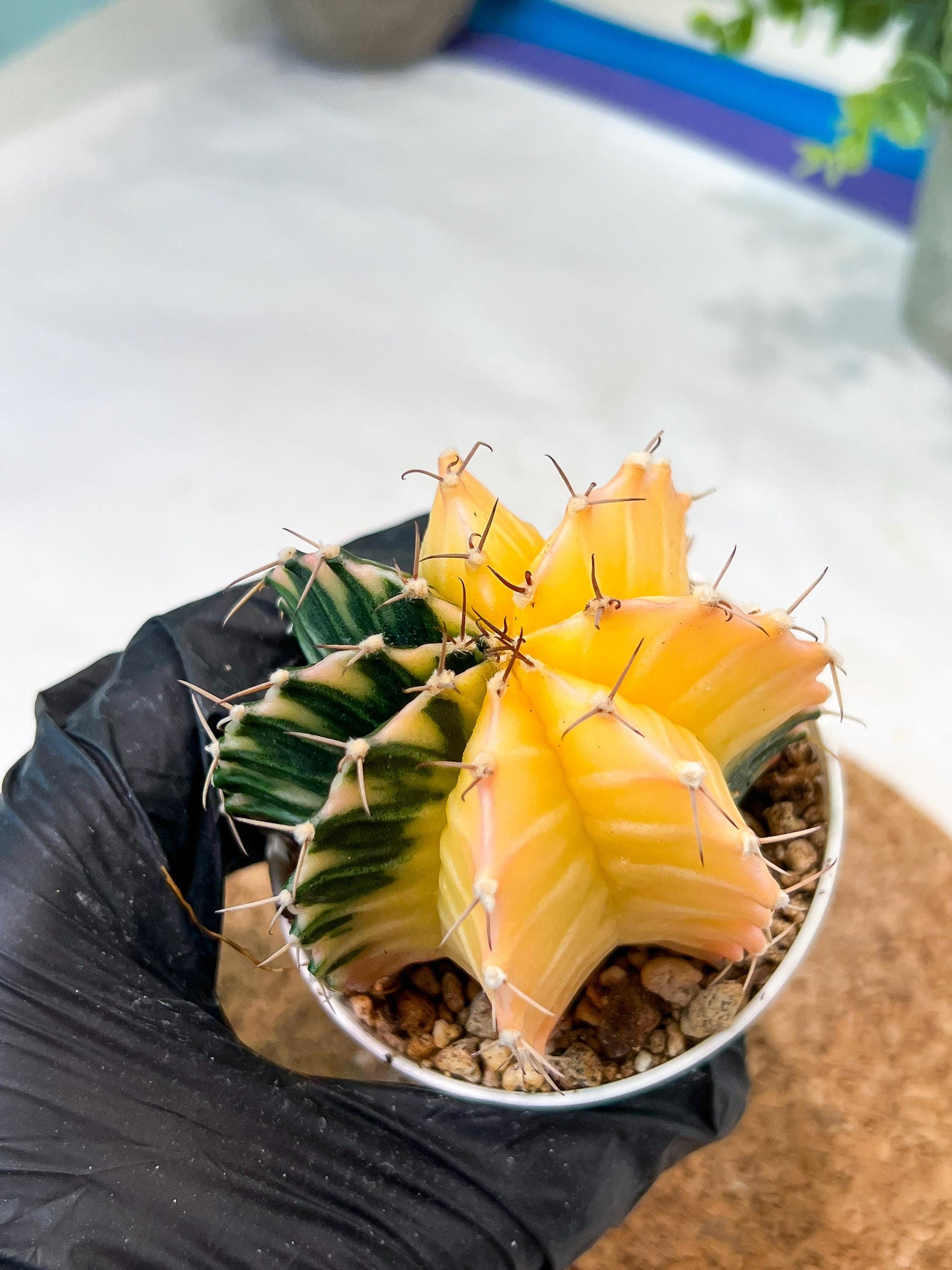 Gymnocalycium Mihanovichii (g2) (y2) | Variegated Cactus