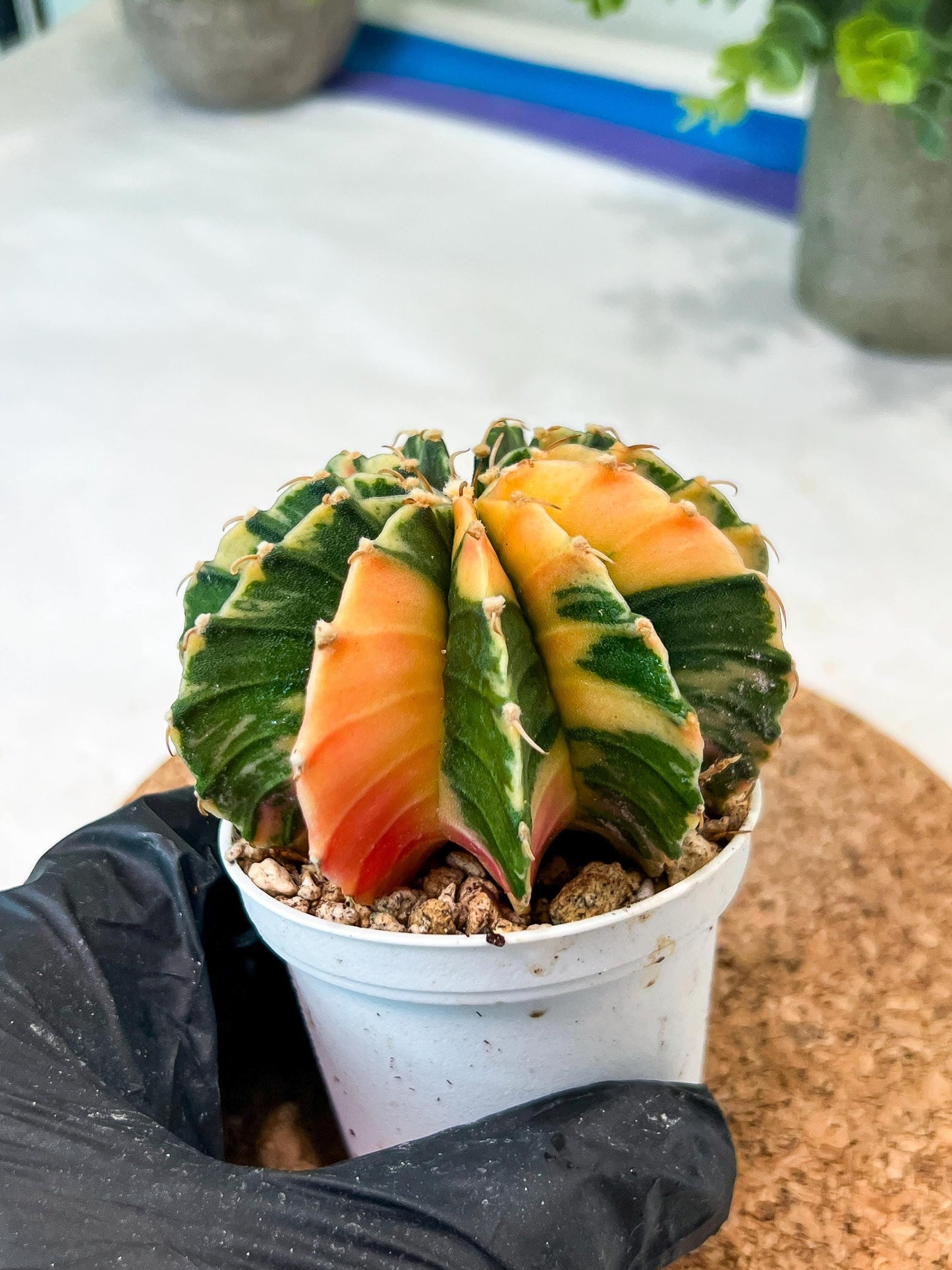 Gymnocalycium Mihanovichii (g2) (y3) | Variegated Cactus