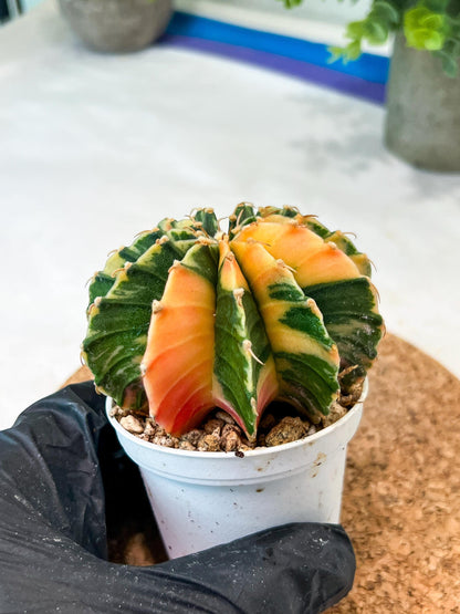 Gymnocalycium Mihanovichii (g2) (y3) | Variegated Cactus