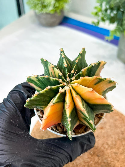 Gymnocalycium Mihanovichii (g2) (y3) | Variegated Cactus