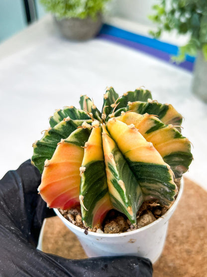 Gymnocalycium Mihanovichii (g2) (y3) | Variegated Cactus