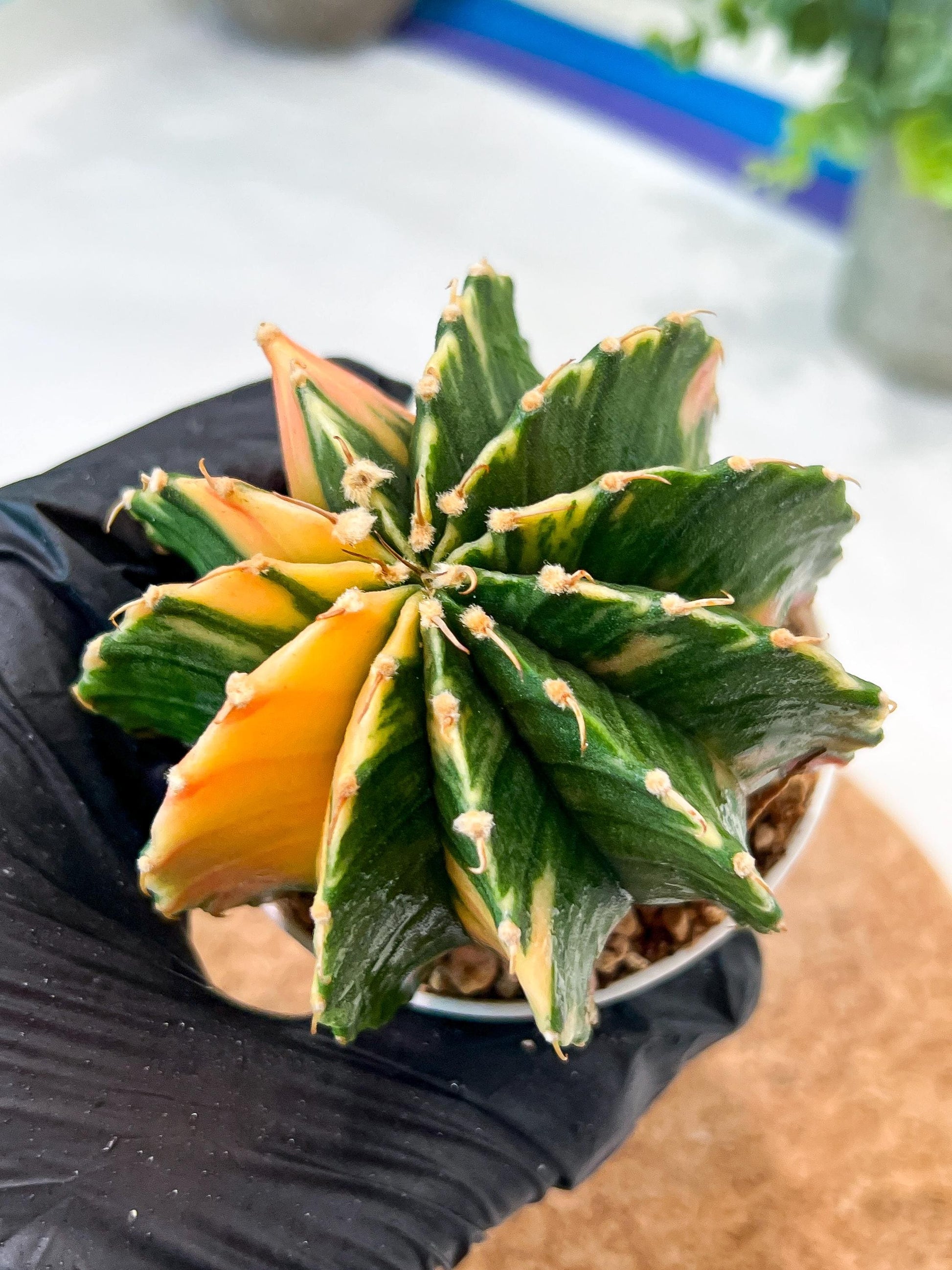 Gymnocalycium Mihanovichii (g2) (y3) | Variegated Cactus