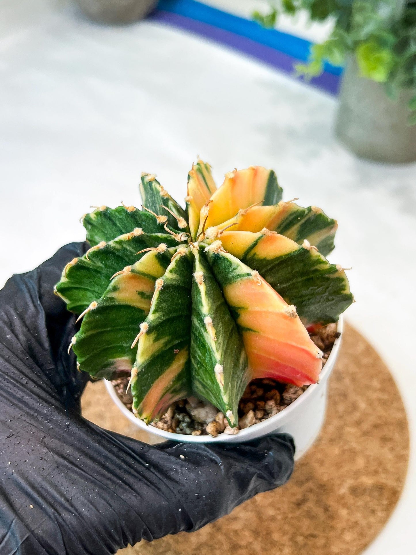 Gymnocalycium Mihanovichii (g2) (y3) | Variegated Cactus