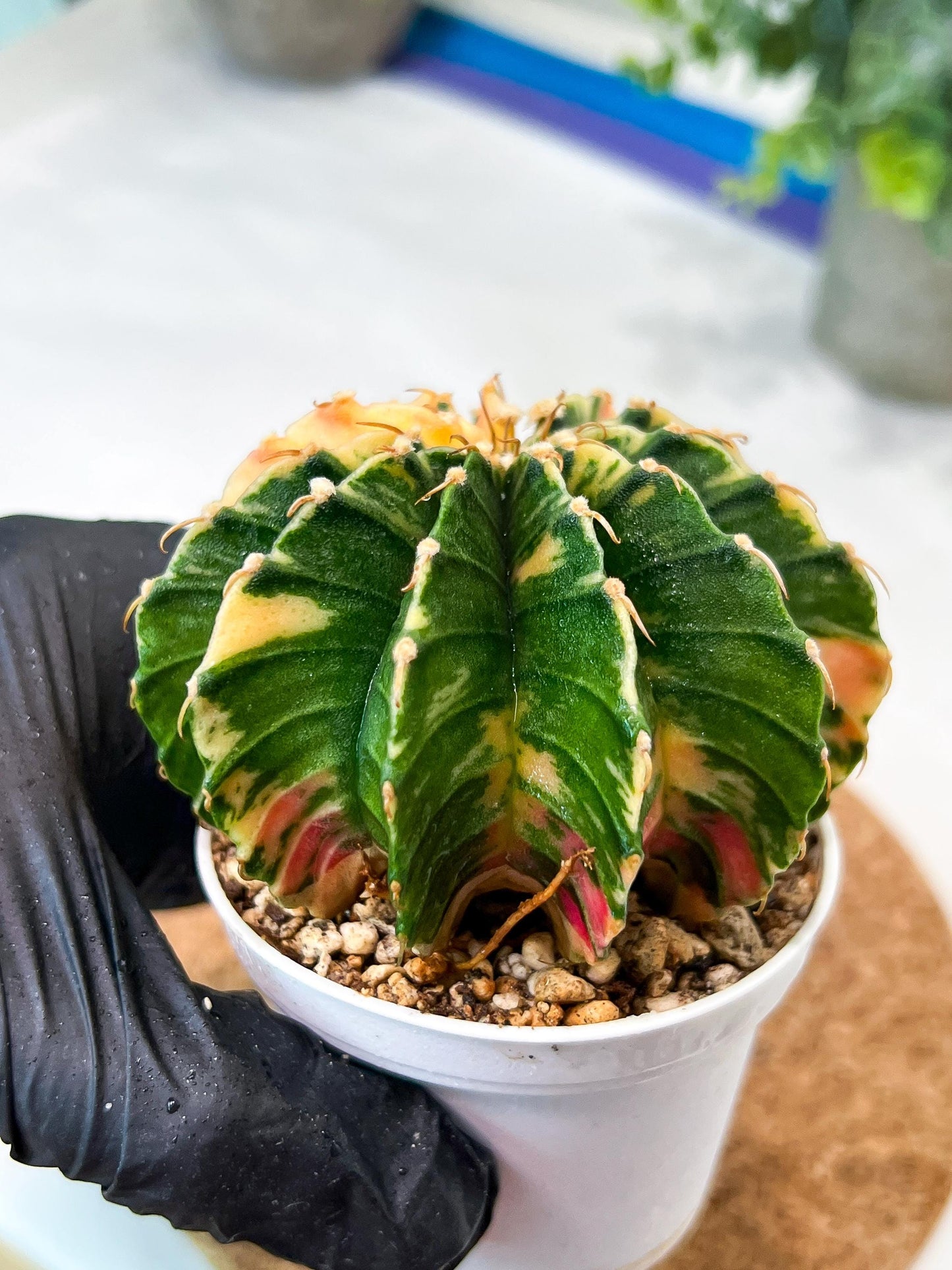 Gymnocalycium Mihanovichii (g2) (y3) | Variegated Cactus