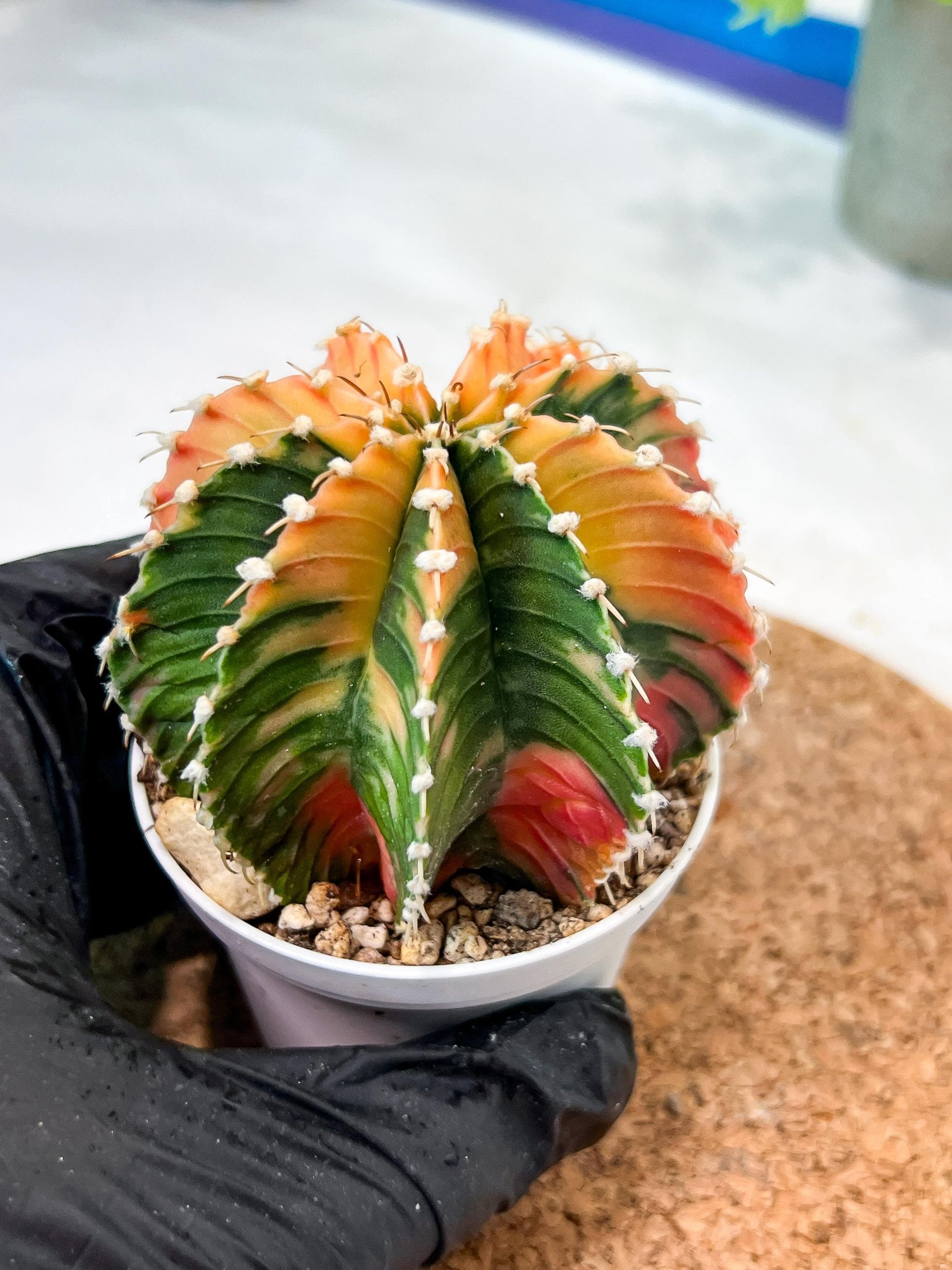 Gymnocalycium Mihanovichii (g2) (y4) | Variegated Cactus