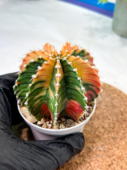 Gymnocalycium Mihanovichii (g2) (y4) | Variegated Cactus