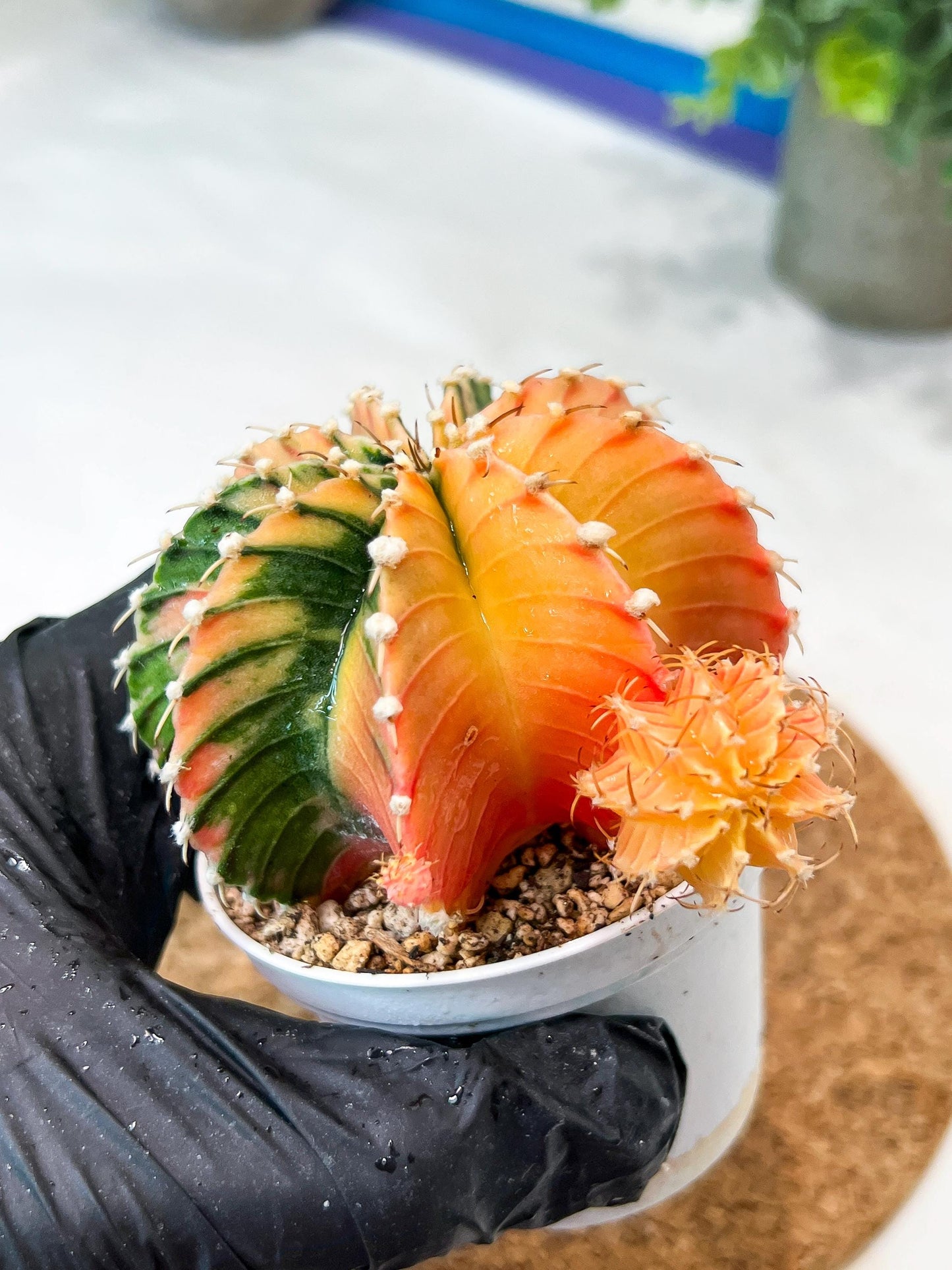 Gymnocalycium Mihanovichii (g2) (y4) | Variegated Cactus