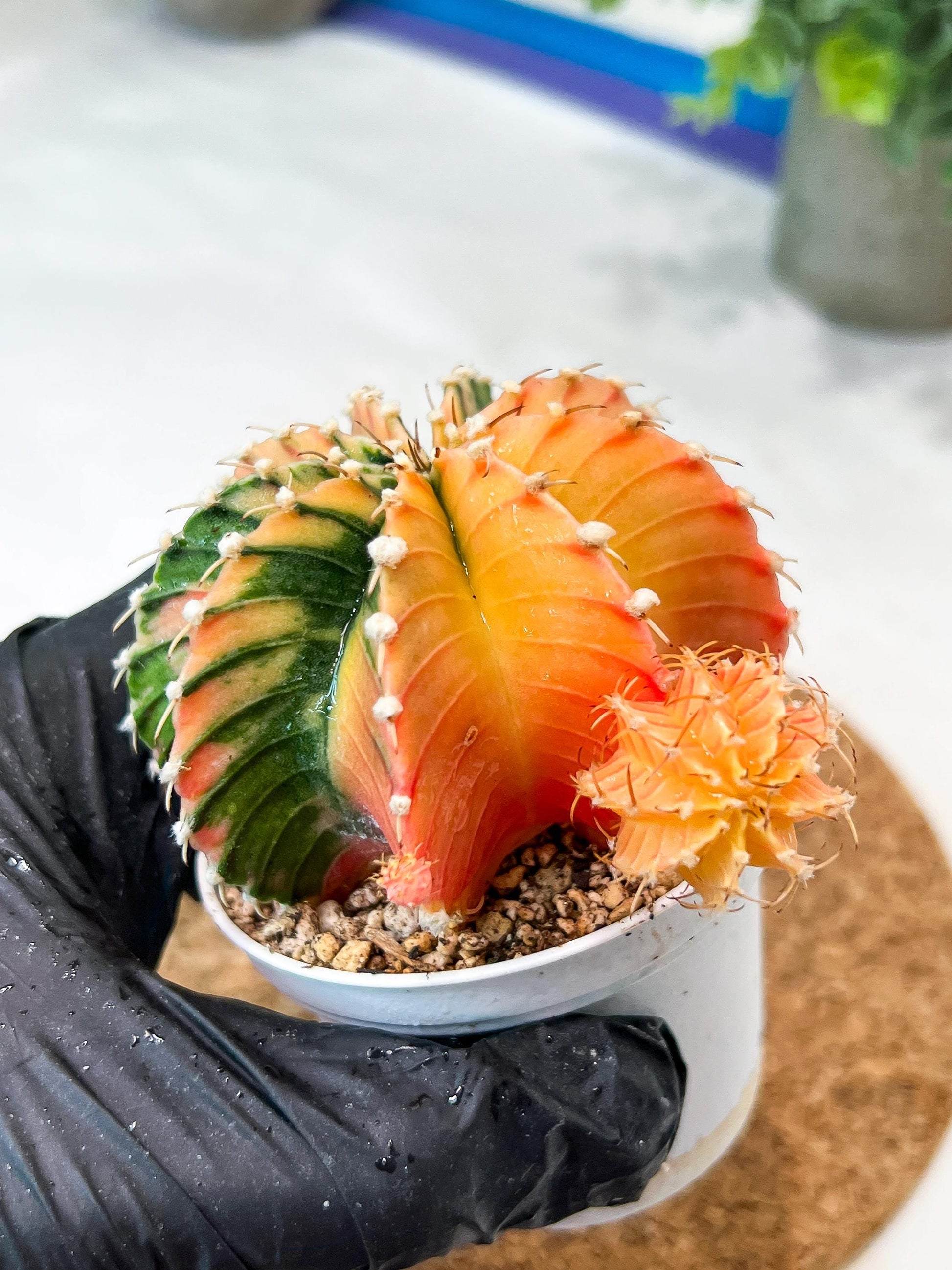 Gymnocalycium Mihanovichii (g2) (y4) | Variegated Cactus