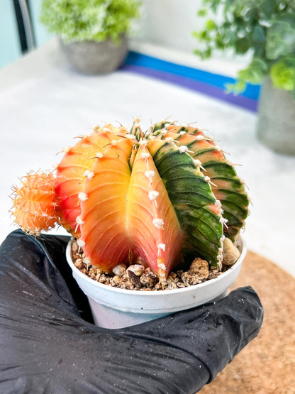 Gymnocalycium Mihanovichii (g2) (y4) | Variegated Cactus