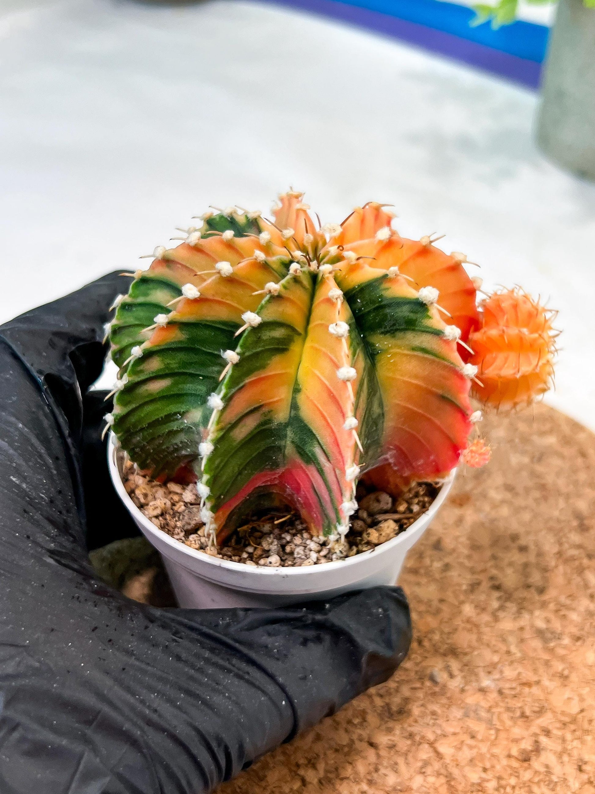 Gymnocalycium Mihanovichii (g2) (y4) | Variegated Cactus