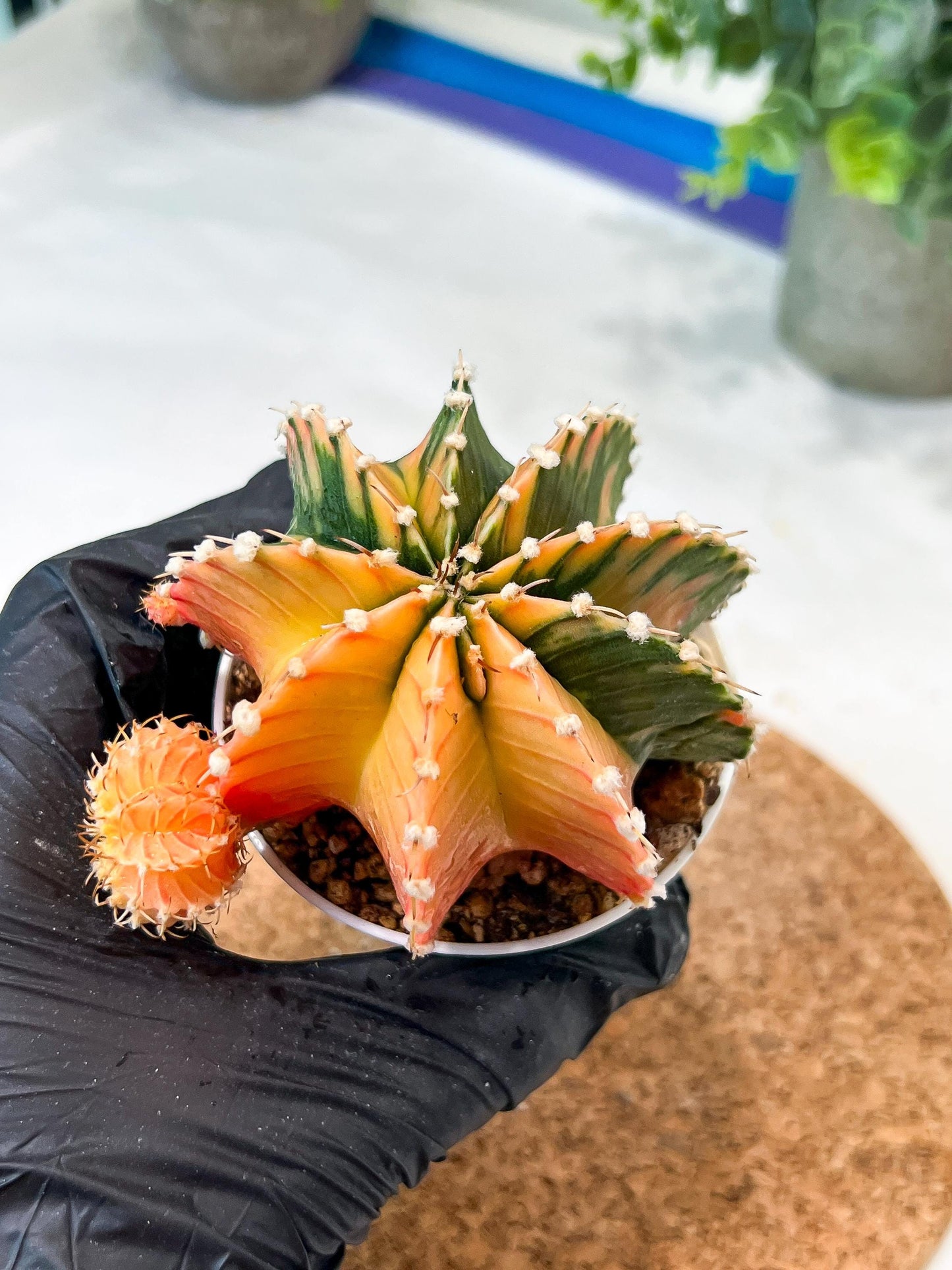 Gymnocalycium Mihanovichii (g2) (y4) | Variegated Cactus