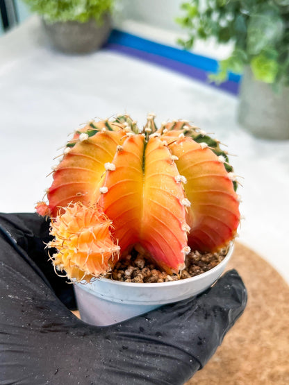 Gymnocalycium Mihanovichii (g2) (y4) | Variegated Cactus