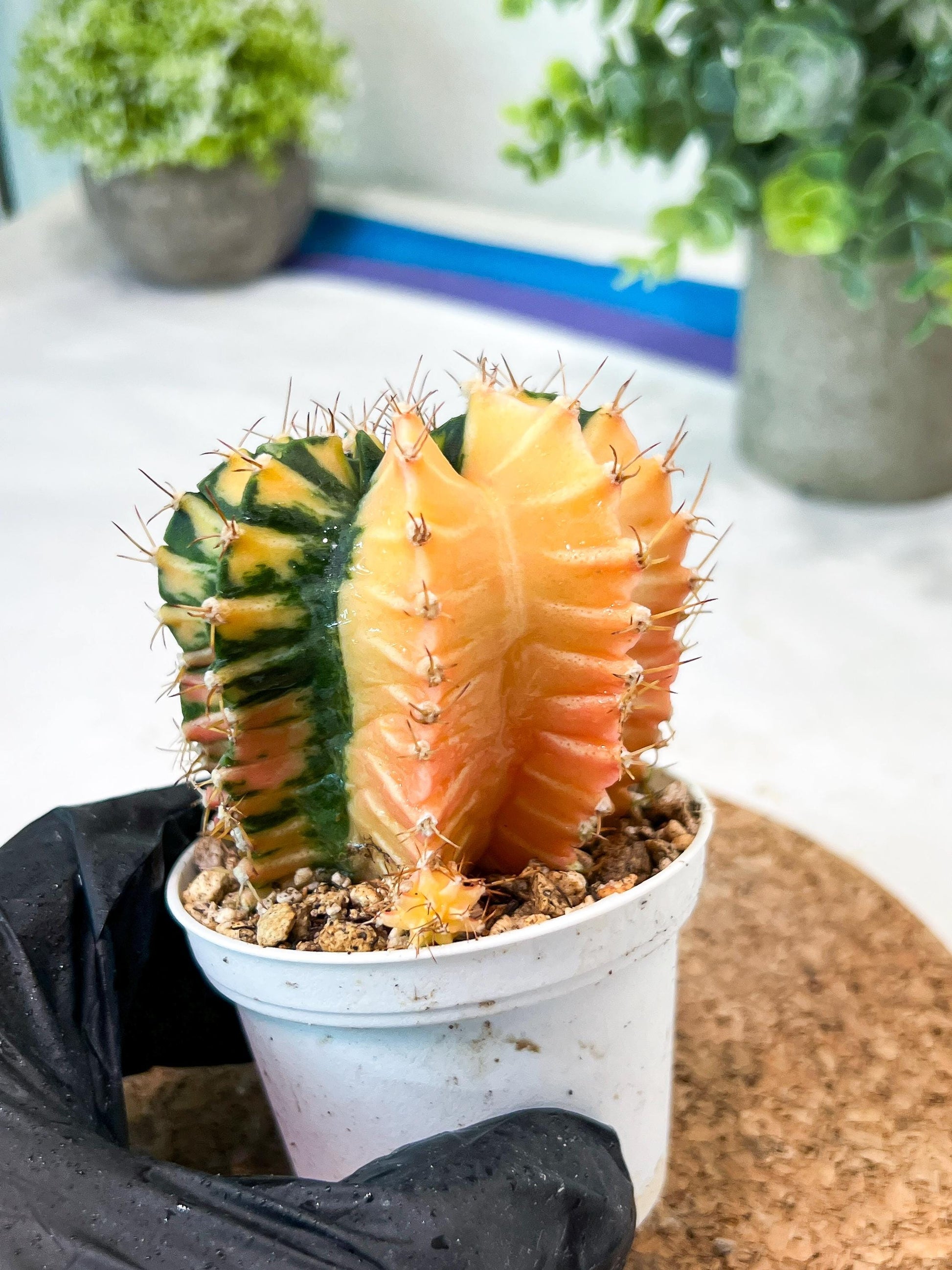 Gymnocalycium Mihanovichii (g2) (y5) | Variegated Cactus