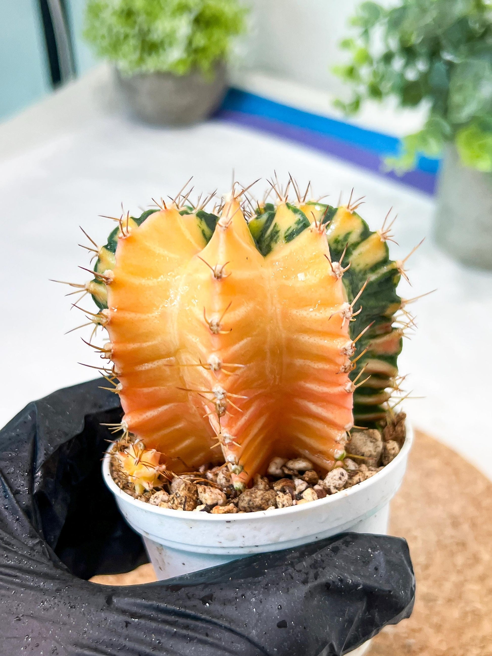 Gymnocalycium Mihanovichii (g2) (y5) | Variegated Cactus