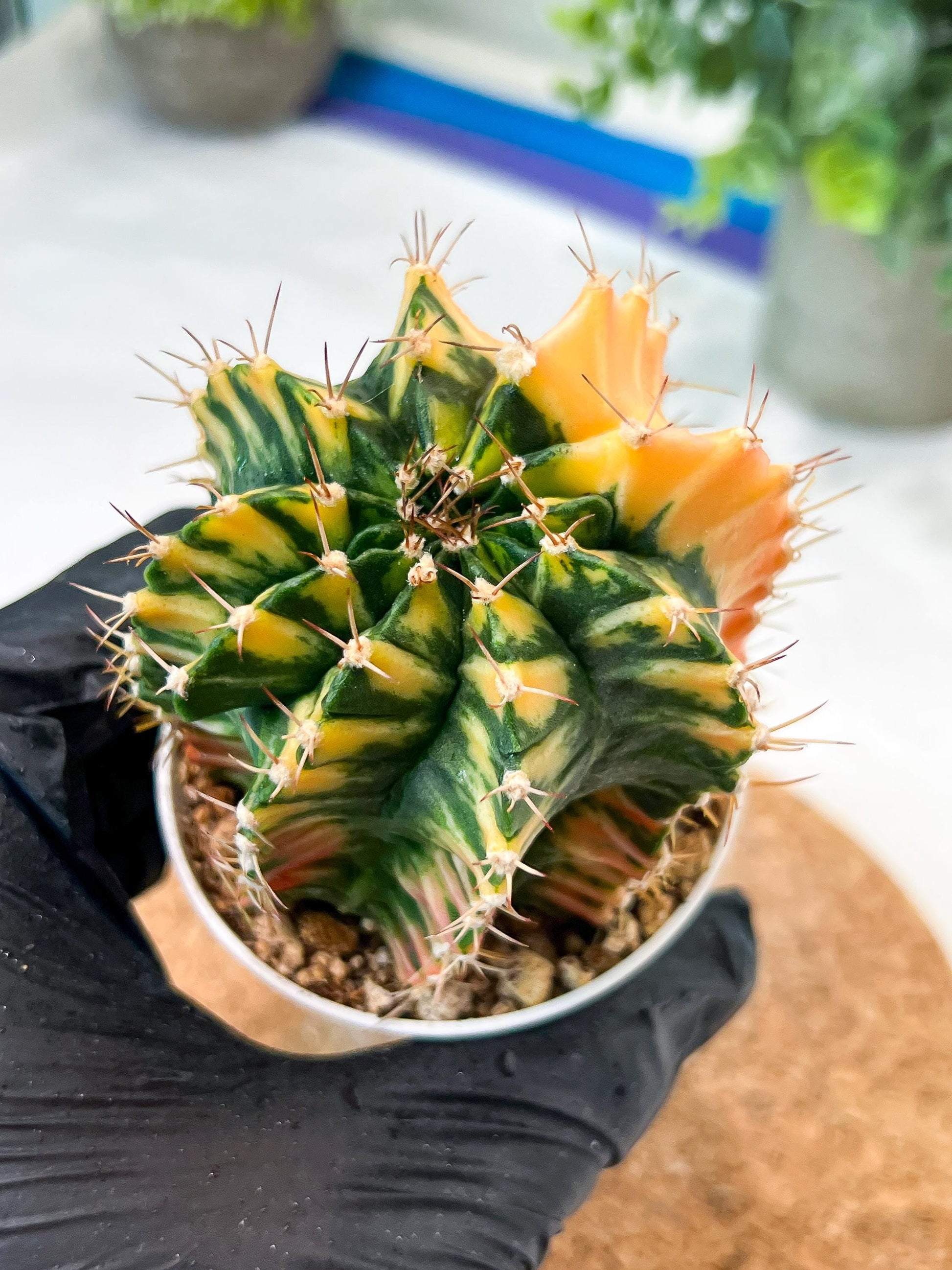 Gymnocalycium Mihanovichii (g2) (y5) | Variegated Cactus