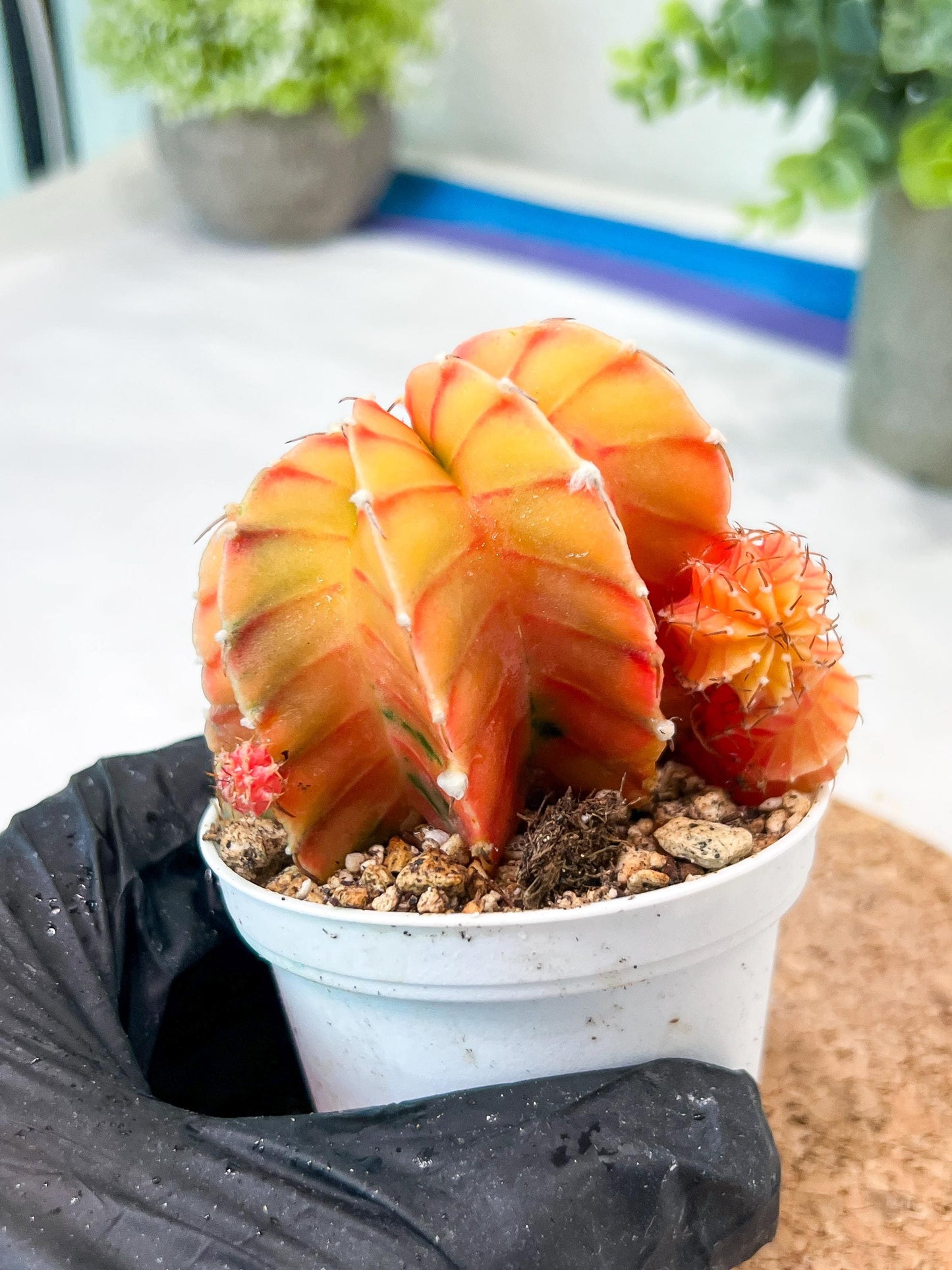 Gymnocalycium Mihanovichii (g2) (y6) | Variegated Cactus